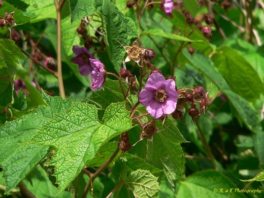 {Rubus odoratus}